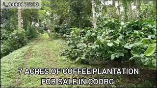 7 ACRES OF WELL MAINTAINED COFFEE PLANTATION FOR SALE IN COORG ₹25 LAKHSACRE SLIGHTLY NEGOTIABLE [upl. by Auhsot]