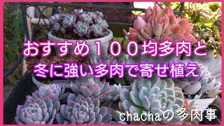 【多肉植物】おすすめ１００均多肉の紹介と冬に強い１００均多肉で寄せ植え作り🌱 [upl. by Angeline75]