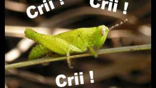 Grilo cri cri [upl. by Annaed]