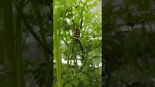 Hydroponic Pest Control gardening hydroponics hidroponia garden fun farming funny [upl. by Eliason195]