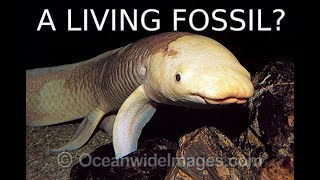 Understanding the Australian Lungfish [upl. by Alset]