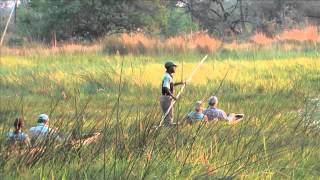 Botswana safari highlights Okavango Delta Central Kalahari Moremi Game Reserve [upl. by Anomer]