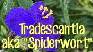 Spiderwort  Not Just Another Pretty Wildflower [upl. by Obocaj594]