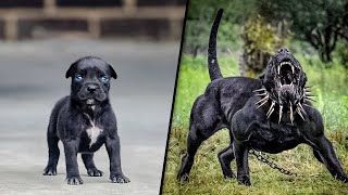 ANTES Y DESPUÉS DE ANIMALES CRECIENDO INCREÍBLES TRANSFORMACIONES DE ANIMALES [upl. by Korfonta]