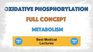 Oxidative Phosphorylation in mitochondria  Biochemistry [upl. by Fante]