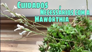 Haworthia Cymbiformis  Suculenta de sombra  Cuidados necessários [upl. by Floeter]