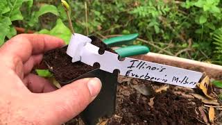 Garden VLOG 10212224 Checking out the progress of the jaboticaba seedlings [upl. by Anilehcim457]