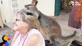 Rescue Wallaby Loves To Drive His Parents Nuts  LUCKY  The Dodo [upl. by Terrye658]