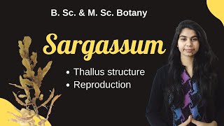 ALGAE  Sargassum  Botany  B Sc amp M Sc [upl. by Templa974]