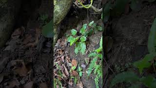 Hemionitis arifolia Burmf TMoore a wild fern of Odisha odisha ferns [upl. by Jacobson]