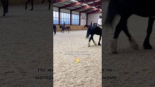 horse horseplay equestrian equestrianshow pony horseshowlife horseshow лошади sportshorse [upl. by Anirbas]