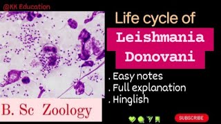 Life cycle of Leishmania Donovani l B Sc Zoology l Full details l Explanation l kkeducationn [upl. by Belak]