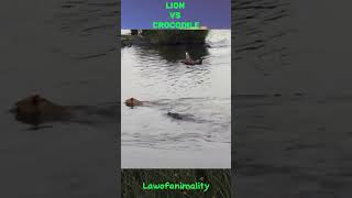 Lion vs Crocodile  Lion moral stories animals wildlife lion shorts [upl. by Naam]