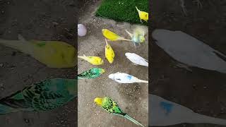 cute Australian parrots shorts parrot viral parakeet short shortvideo4 [upl. by Ahsimrac]