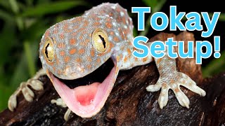 Complete Tokay Gecko Setup [upl. by Ennasirk]