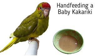 What I Hand Feed my Baby Kakariki and How I Hand Feed my Baby Bird [upl. by Pedrotti]