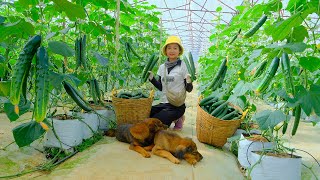 Harvesting Green Cucumbers Goes To Market Sell  Fertilizing Corn Cooking  Tieu Lien [upl. by Ashling74]