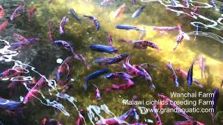 Malawi cichlid breeding farm [upl. by Cristy]