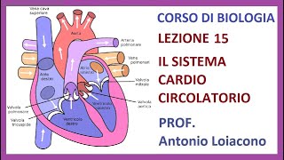 CORSO DI BIOLOGIA  Lezione 15  Il Sistema Cardio Circolatorio [upl. by Parsifal]