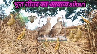 bhura teetar ka awaazj shikari bulane wala ka teetr shikar voice coulig teetr ki songs desi teetar [upl. by Asimaj]