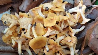 Chanterelle mushrooms เก็บเห็ดมันปูป่าอังกฤษ ปี2024 [upl. by Yelrebmik135]