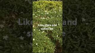 Mini Chandni plant 🥴🚶 viralvideo beautifulflowersintheworld [upl. by Leba503]