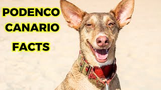 Podenco Canario  Top 10 Facts [upl. by Chobot248]