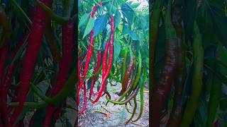 How to farm Chilli  Chilli Farming  Chilli Cultivation  Hot Pepper Farming [upl. by Jeraldine]