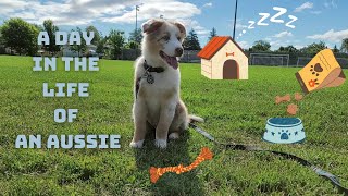 Australian Shepherd Puppy  Daily Routine [upl. by Countess]