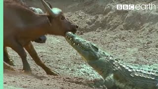 The Nile Crocodile vs Buffalo  Wild Africa  BBC Earth [upl. by Saihtam]