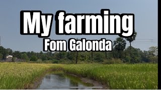 My farming fom Galonda raut pada farming aadivasi natrue vlogar funny comedy [upl. by Tannen]