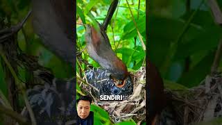 Burung inang merawat bayi burung kedasih burung langsungbunyi kicaumania feedshorts shortsviral [upl. by Ferne717]