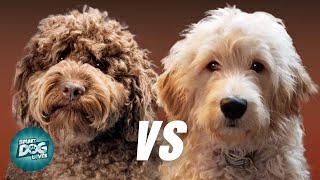 Labradoodle VS Goldendoodle  Which Poodle Mix Breeds Is Better [upl. by Daloris49]