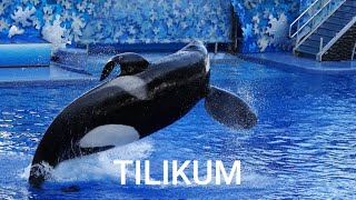 Tilikum Storia di unorca ribelle [upl. by Cheshire]