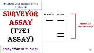 Surveyor nuclease assay  T7E1 assay  CRISPR Cas9 screening technique  Quick and simplest concept [upl. by Lothario84]