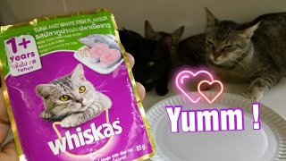 Cats Eating Whiskas Wet Food For the first time  Tuna and White fish [upl. by Osrick]