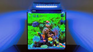 The BEST Nano Reef Tank Ive Seen 20 Gallon Aquarium [upl. by Renrag]