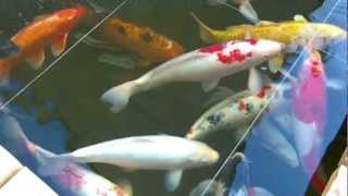 hand feeding koi fish must see [upl. by Eissirk]