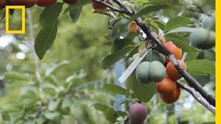 This Crazy Tree Grows 40 Kinds of Fruit  National Geographic [upl. by Eeralav]