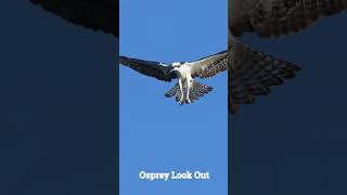 Osprey Lookout ospreys birdsofprey birds naturelovers [upl. by Qulllon]