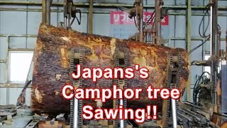 Japans Camphor Tree SAwing [upl. by Edsel]