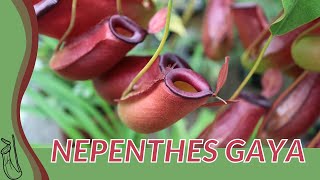 Quick Guide to NEPENTHES GAYA quotPitcher Plantquot [upl. by Mcneil]