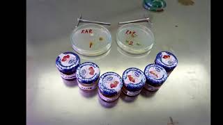 Antimicrobial Properties of Honey  Microbiology Project [upl. by Shannan]