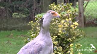 Introducing our new Secretary Bird Angola [upl. by Mannie]