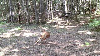 Summer Fawns with the Zoomies  Watch Until the End [upl. by Harned]