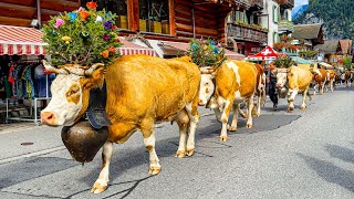 Traditional cow parade in Lauterbrunnen 🇨🇭🐮 Switzerland 4K [upl. by Dympha]