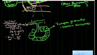 Pancreatic Physiology amp Pathophysiology [upl. by Vaclav497]