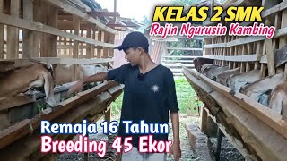 Mas Dimas  PSHT  Sukses Ternak Kambing 45 Ekor Di Sambi Sekolah [upl. by Neibaf949]