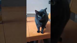 Why my cat hates to be petted [upl. by Jacky]