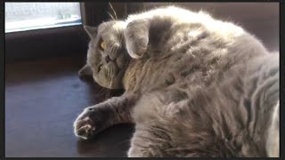 Simon British Shorthair Cat Relaxing in the Sun  Chat Britannique Se Met au Soleil [upl. by Ylek]